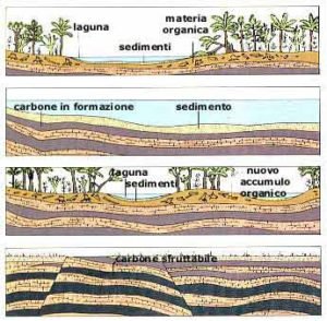 formazione del carbone - Museo del Carbone